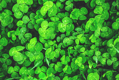 Green Clover Leaves