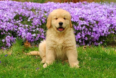 Filhote de cachorro em um campo de flores
