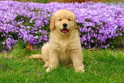 Chiot dans un champ de fleurs