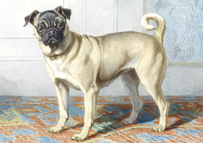 Retrato de Edwin Vom Raths Pug