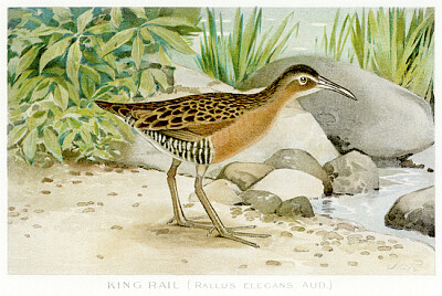 King Rail jigsaw puzzle