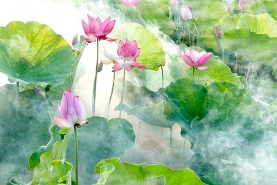Lotus-Sommer