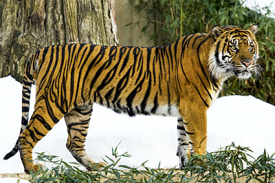 Sumatran tiger