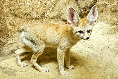 פאזל של Fennec Fox (2015)