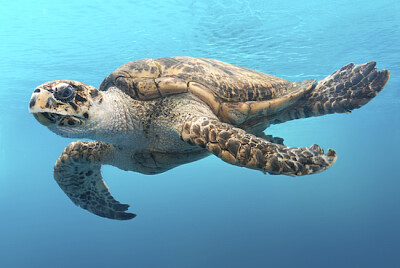 テキサスの水の中をカメが滑る