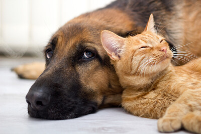 German Shepherd Dog and cat together jigsaw puzzle