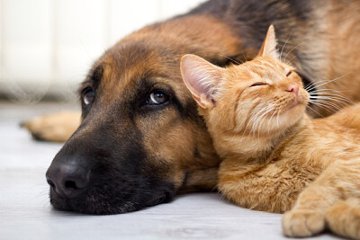 Chien de berger allemand et chat ensemble