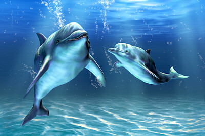 פאזל של שני דולפינים בים עמוק