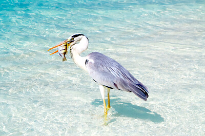 Pellicano che tiene un uccello