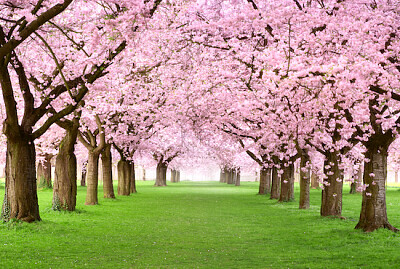 Cherry Trees in Full Blossom 