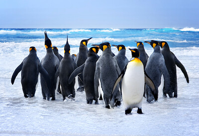 פאזל של המלך פינגווינים