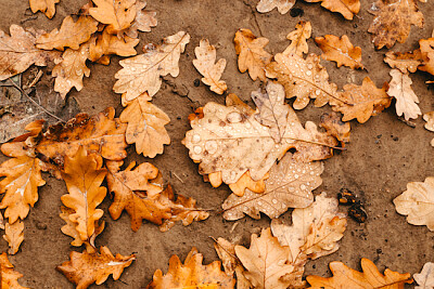 Feuilles à l'automne