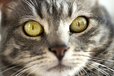 Foto do rosto de um gato