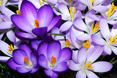 Fleurs de Crocus