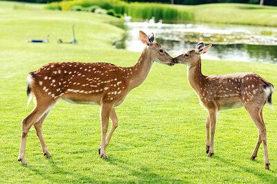 Deer in The Park jigsaw puzzle