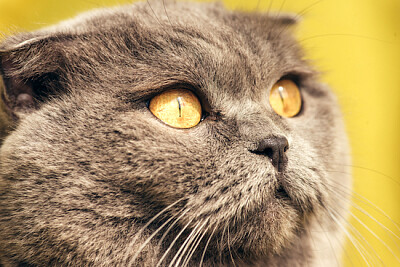 Gros plan du chat Scottish Fold gris