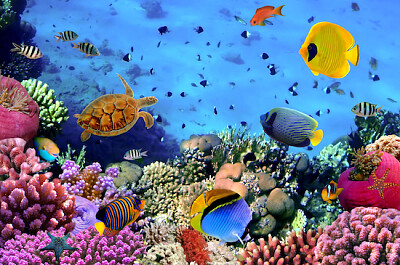 Foto de uma colônia de corais