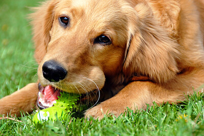 Golden Retriever med leksak