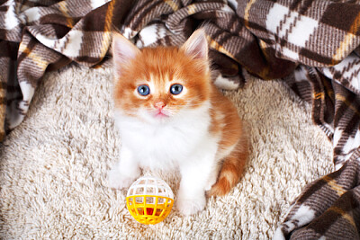 Gatito naranja con juguete