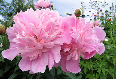 Flowers of Peony jigsaw puzzle