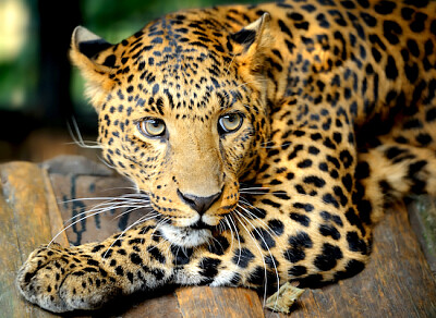 Retrato de leopardo