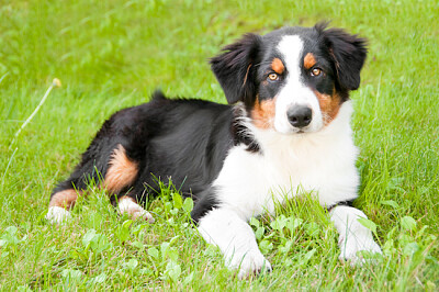 Portrait d'un chien mignon en plein air