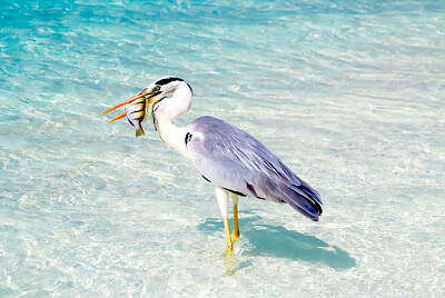 Oiseau tenant des poissons en mer