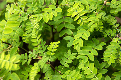 Hintergrund der grünen Akazienblätter
