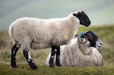 綿羊在霧濛濛的早晨吃草