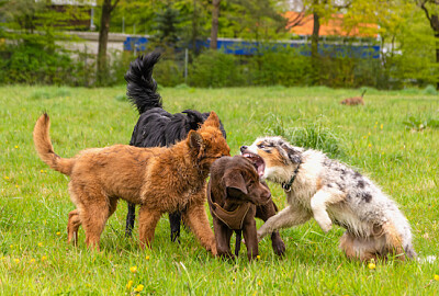 chiots qui jouent