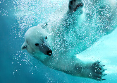 Oso polar bajo el agua