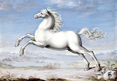Cavalo branco pintura de Joris Hoefnagel