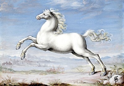 Caballo blanco pintado por Joris Hoefnagel