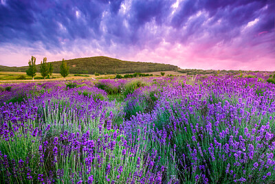 Pôr do sol sobre um campo de lavanda