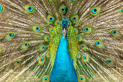 Closeup on a peacock on the farm