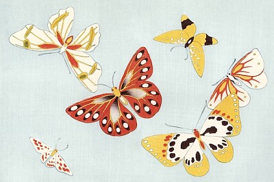 Japanese butterfly
