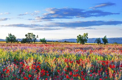 Campo de amapolas rojas