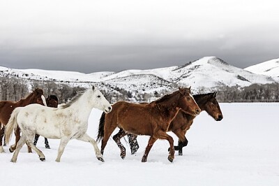 A mixed herd of wild and domesticated horses