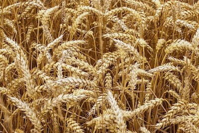 Champ de blé agricole