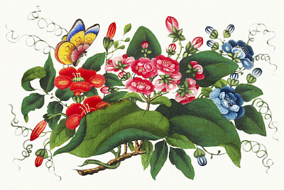 Pintura de flores chinesas da Dinastia Qing