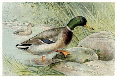 Mallard Duck (Anas Boschas) Male illustrated
