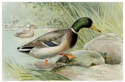 Mallard Duck (Anas Boschas) Male illustrated jigsaw puzzle