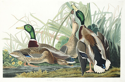 Ánade real de Birds of America