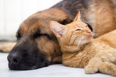 一緒に寝ている猫と犬