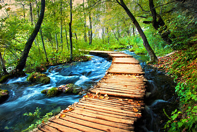 Deep forest stream. jigsaw puzzle