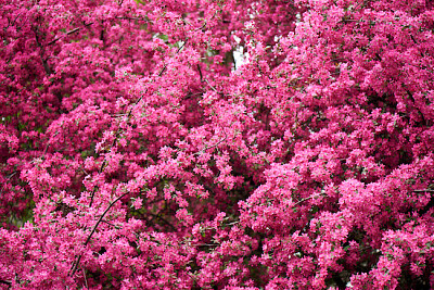 Beautiful bright pink almond flowers jigsaw puzzle