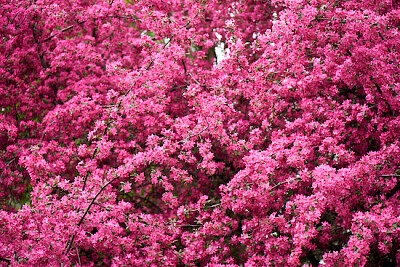 Belles fleurs d'amandier rose vif