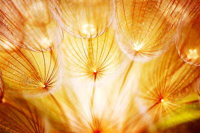Fiore di tarassaco morbido