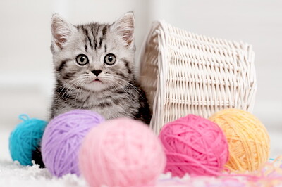A Kitten You Gonna Love