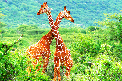 Two Jiraffes